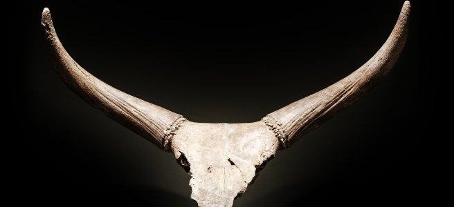 skull